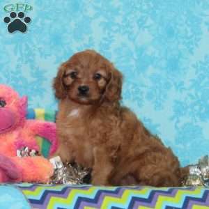 Whipoorwill, Cavapoo Puppy